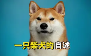 下载视频: 柴犬：我温顺，不代表我好欺负