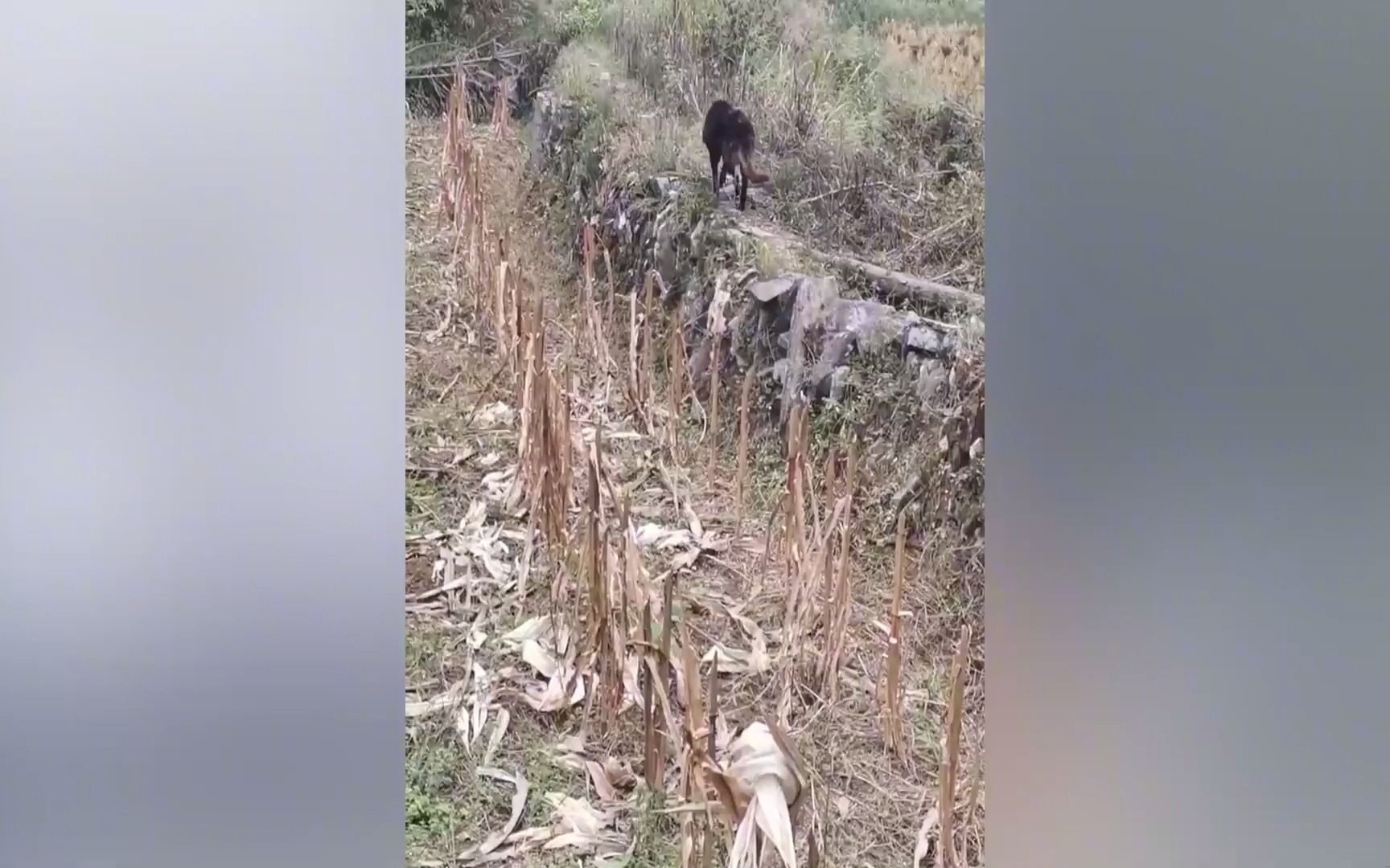 流浪猫被投喂3天叼老鼠回赠,女子顶门拒绝其入屋谢恩:别进来了