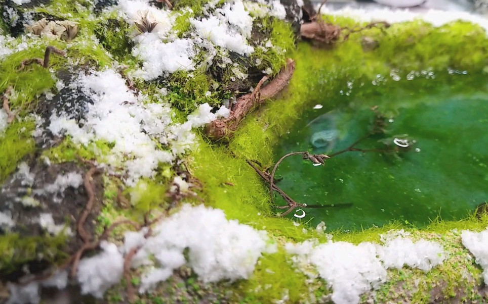 [图]微景观《初春的雪》~冰雪消融，万物复苏，再长久的冬天，也会有青葱破雪而出~