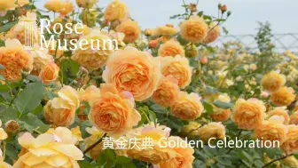 Download Video: 奥斯汀藤本月季黄金庆典 Golden Celebration