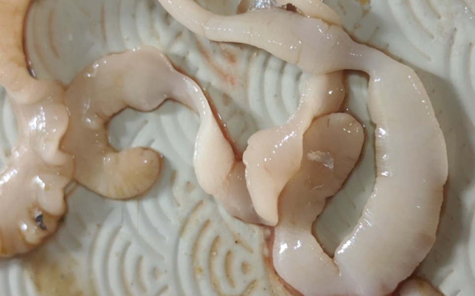 在饲料鱼体内解刨出的活绦虫