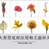 花艺中“五大类型花材应用和主副补关系”