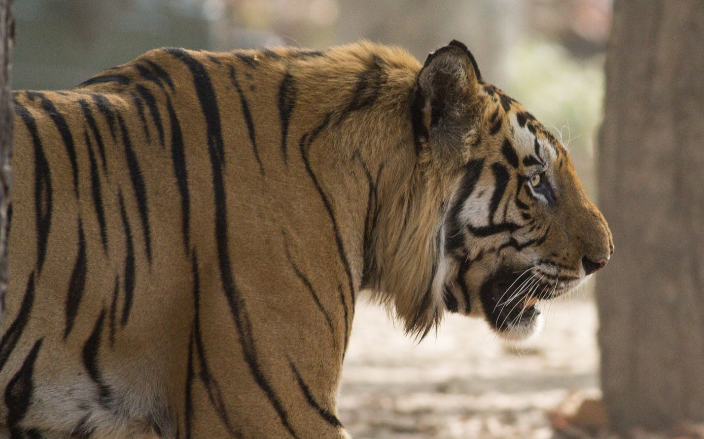 班达迦虎王t22塔伦继续秀着它的肌肉