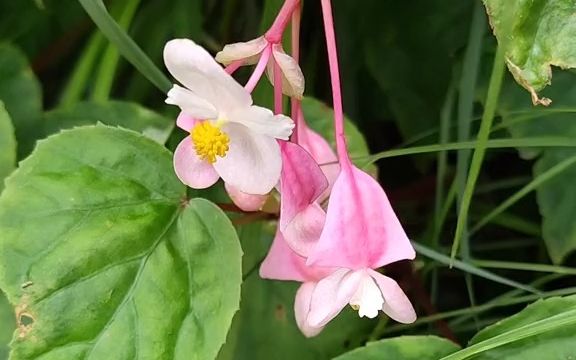 【植物科普】中华秋海棠:秋海棠科植物.哔哩哔哩bilibili