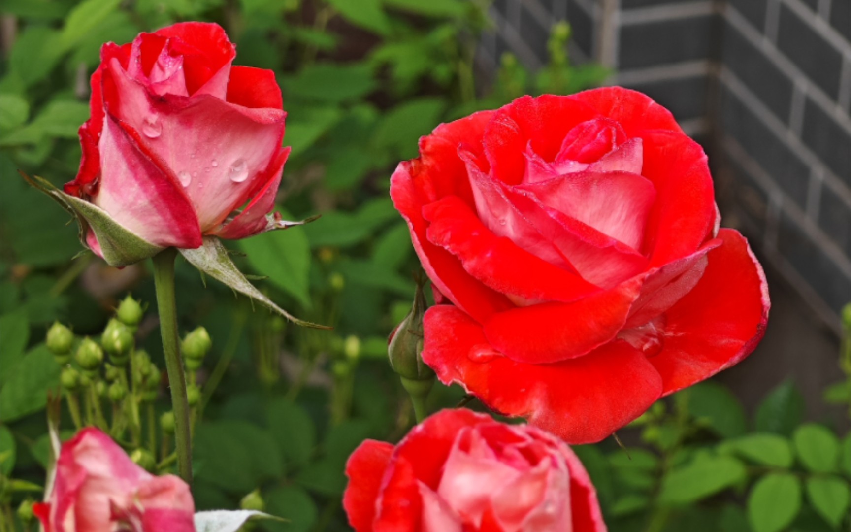 现代艺术,银背好红的切花月季