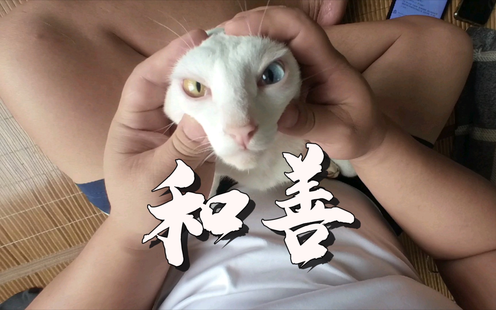 任人拿捏的小猫咪眼神非常和善