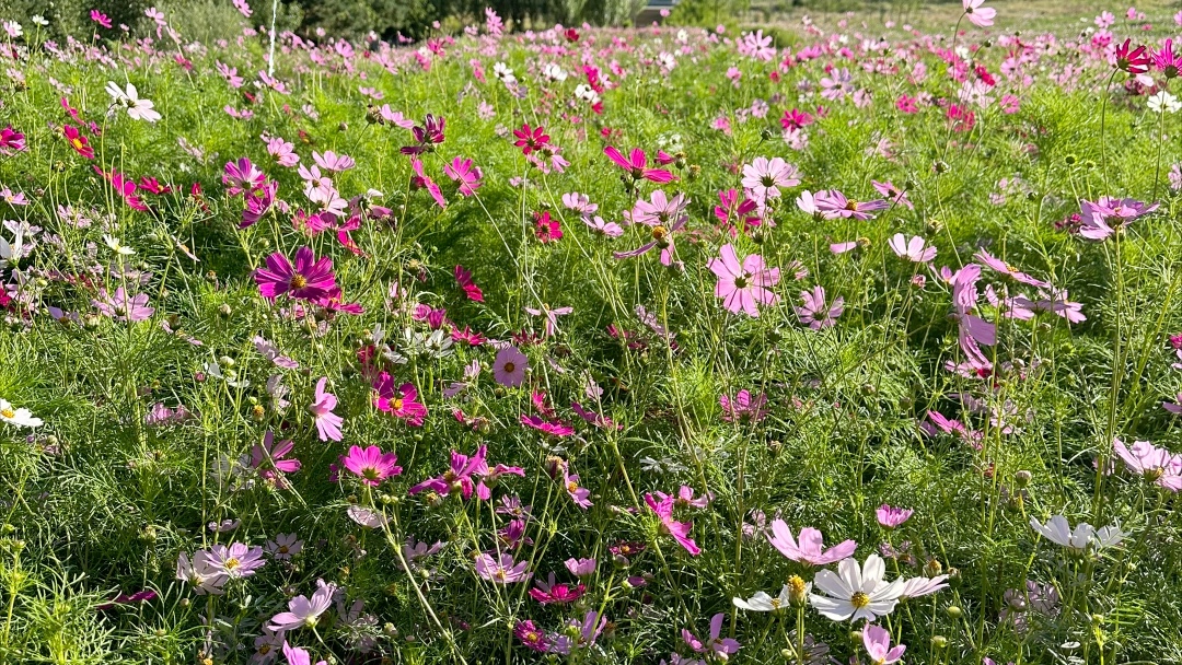 可可托海的格桑花田^62_62