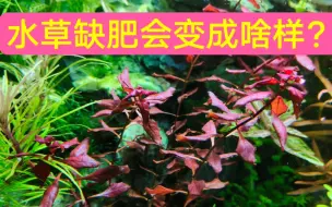 你的水草缺肥了吗？看看水草缺肥会变成啥样？