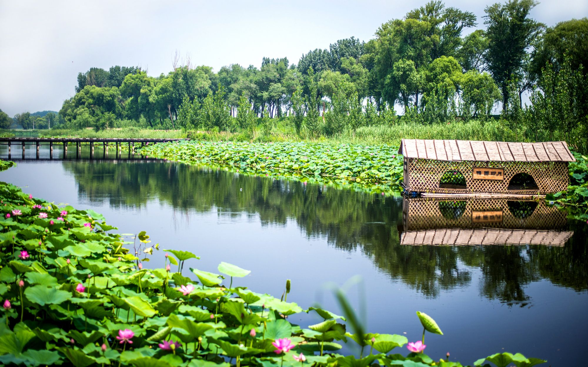 白洋淀啊想起你热泪满眶,柳烟渔歌里那是我《水乡归航》