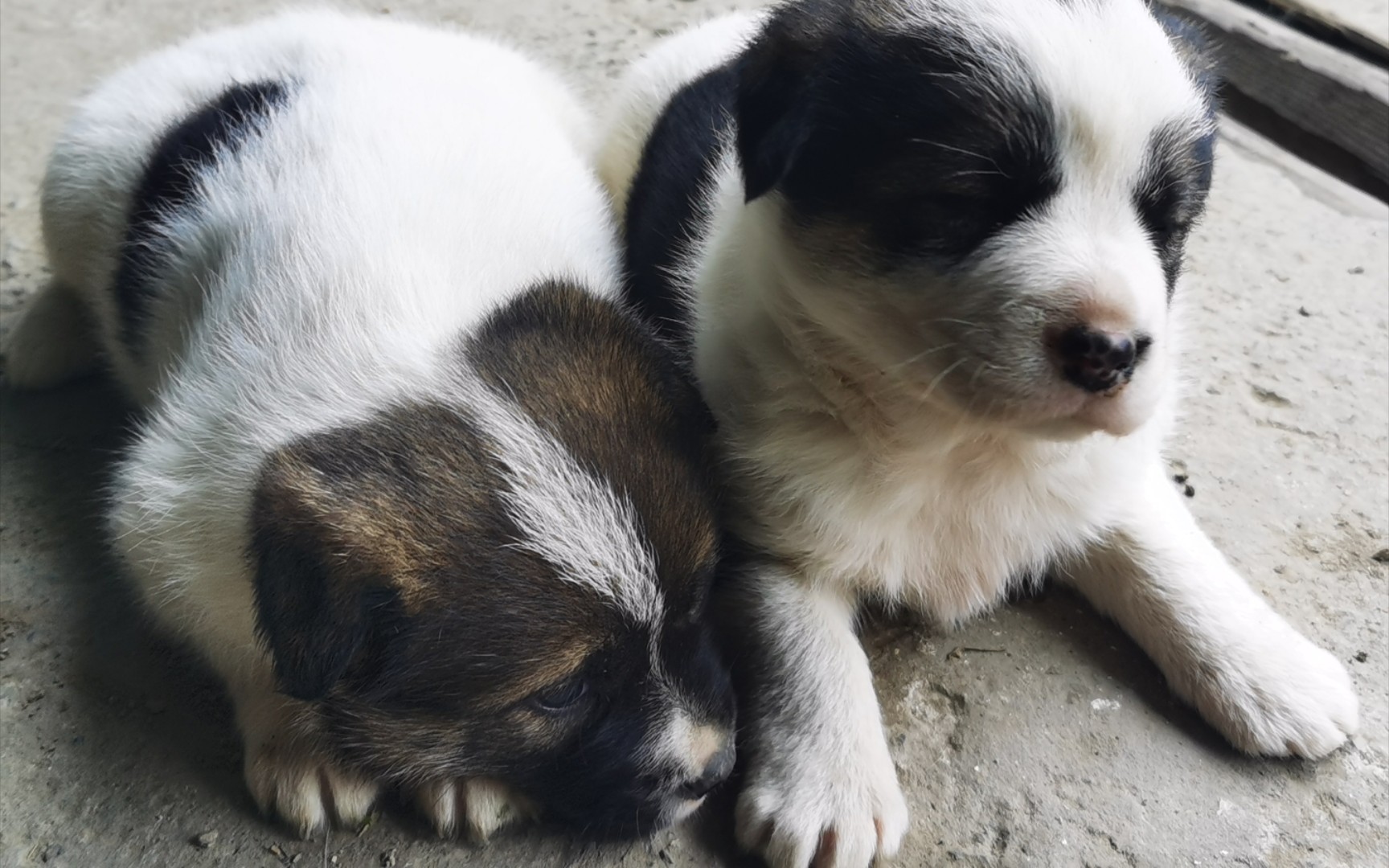 家里两只小奶狗打架