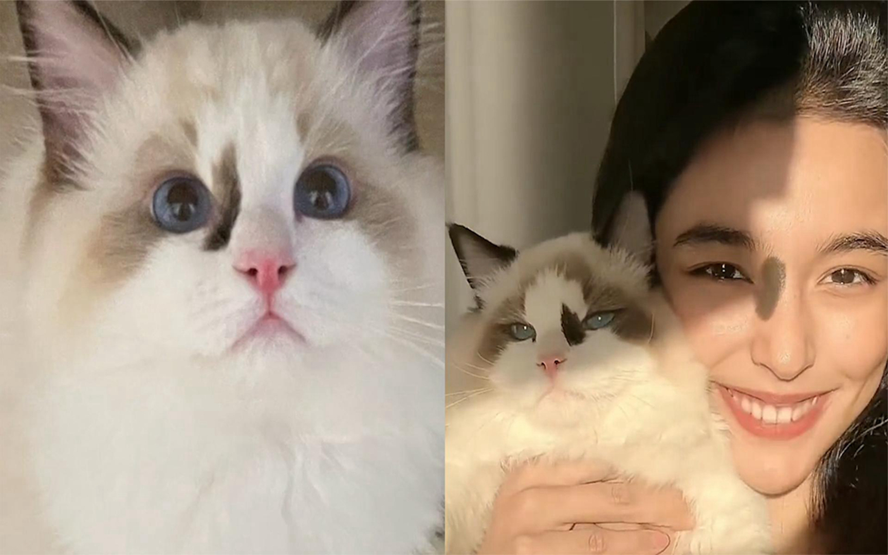 女生偶遇和自己撞脸的猫咪,同款胎记颜值太惊艳:看一眼就能记住