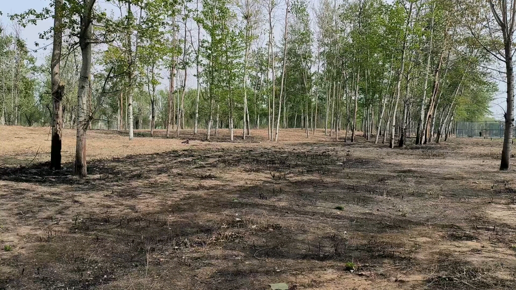 [图]大火过后：野火烧不尽，春风吹又生。远芳侵古道，晴翠接荒城