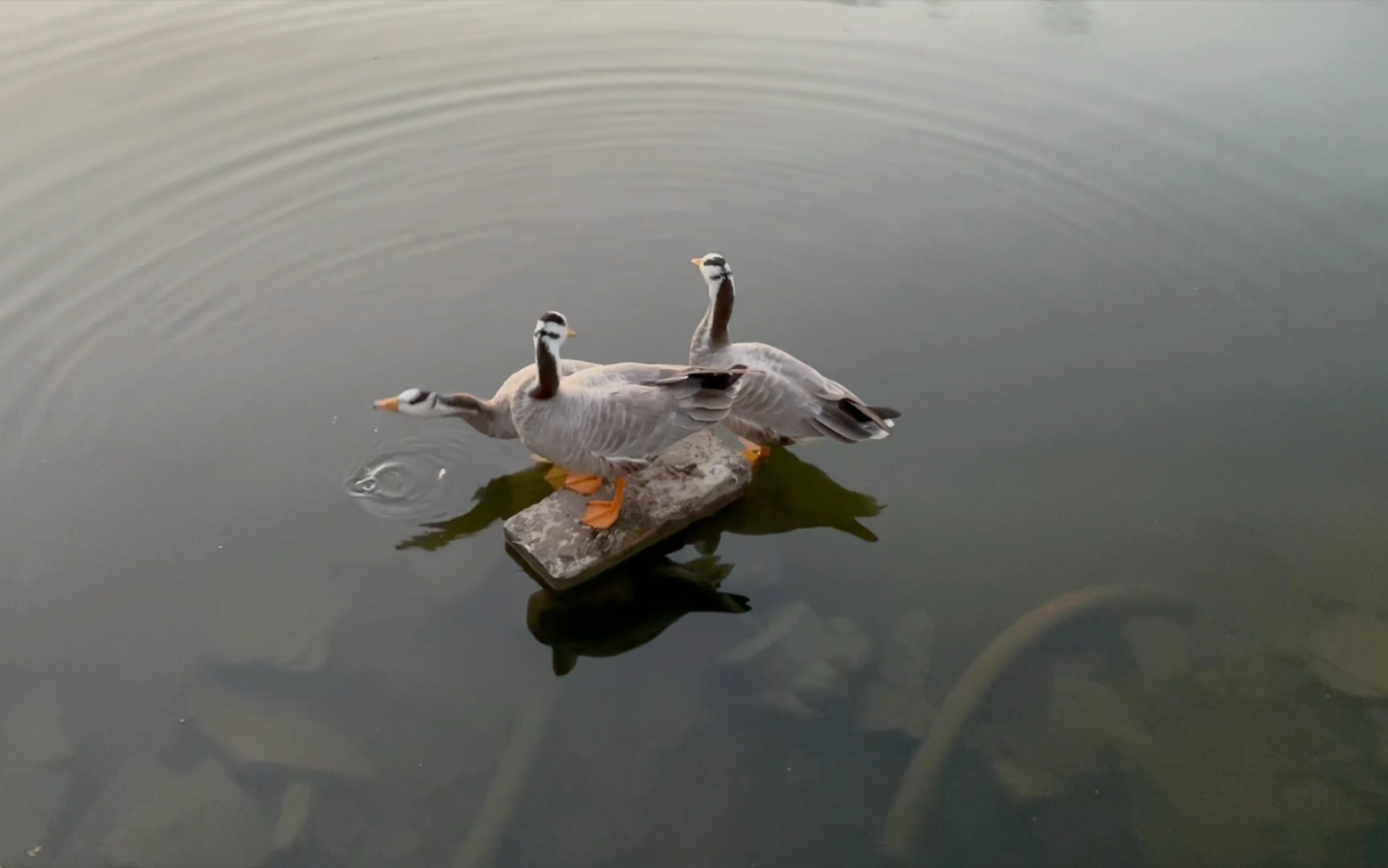 [图]【秋日湖景分享】