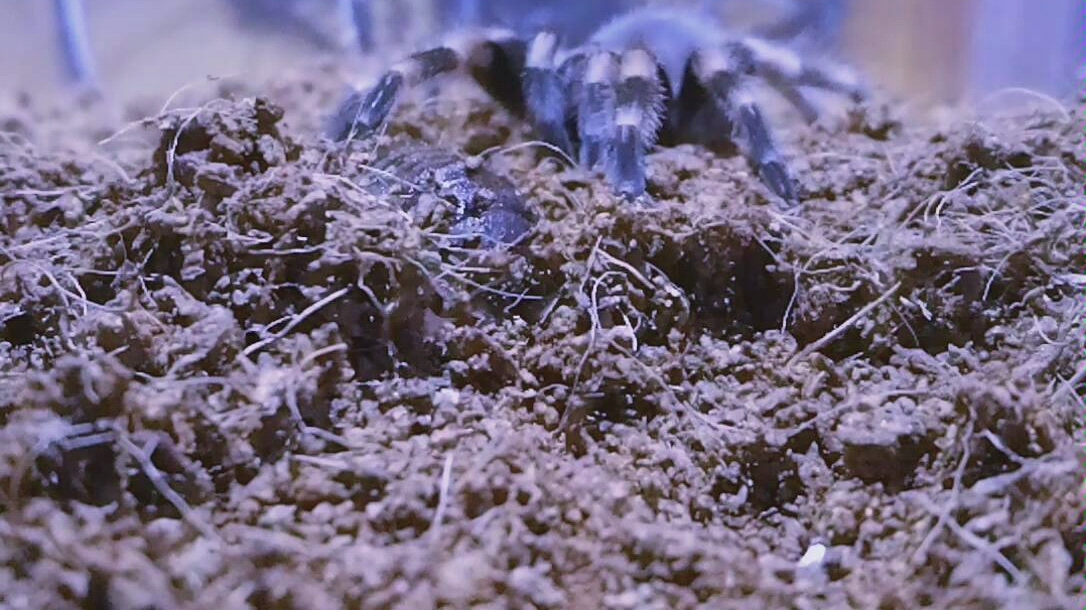 捕鸟蛛的踩点捕食