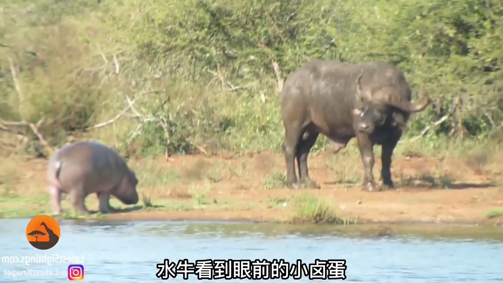1127 小河马挑衅鳄鱼后又把目光对准水牛,动物世界#神奇动物在抖音
