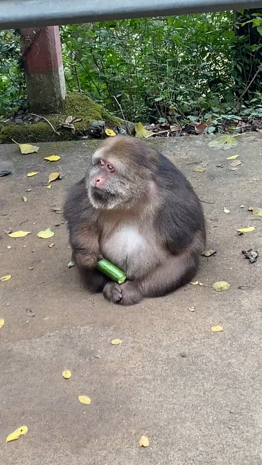 网红断臂猴猩猩好可爱丫