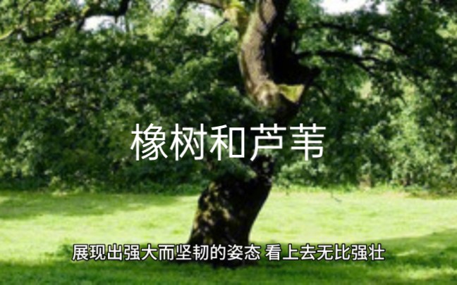 橡树和芦苇(人生哲理)