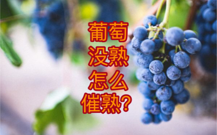 葡萄没熟怎么催熟?哔哩哔哩bilibili