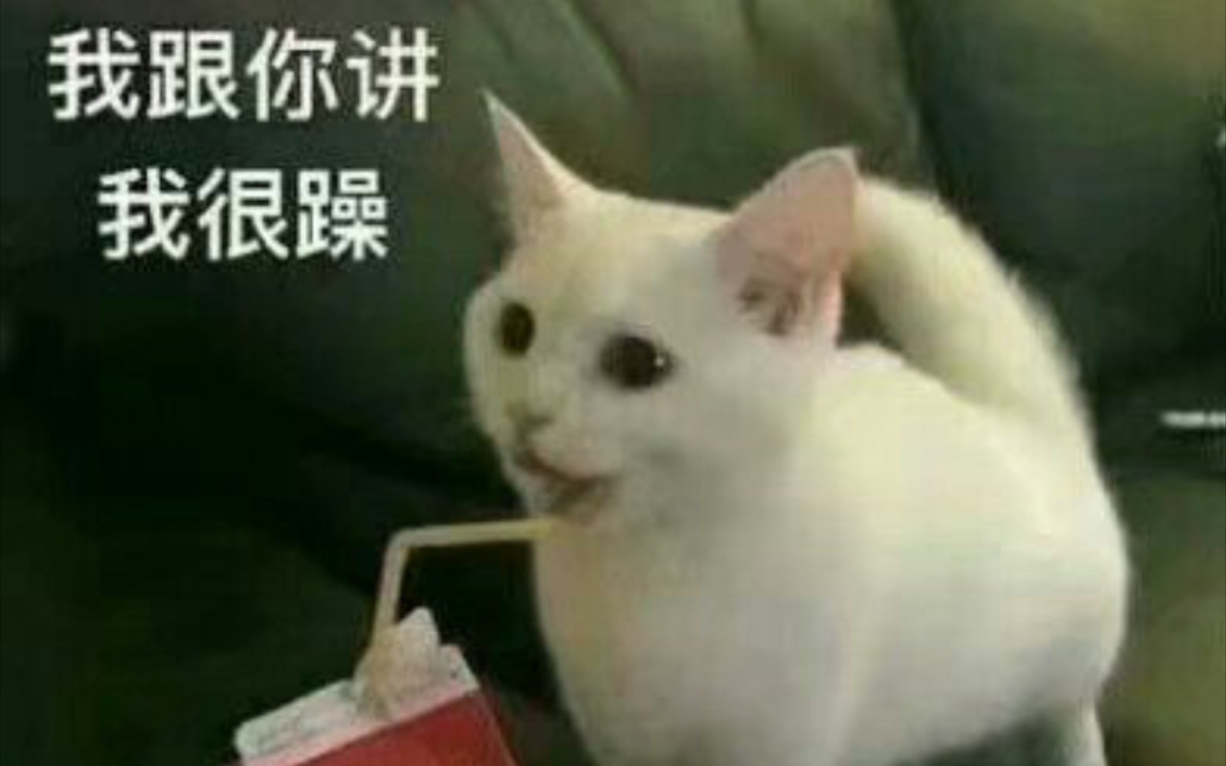 又凶又萌的猫咪表情包哔哩哔哩bilibili