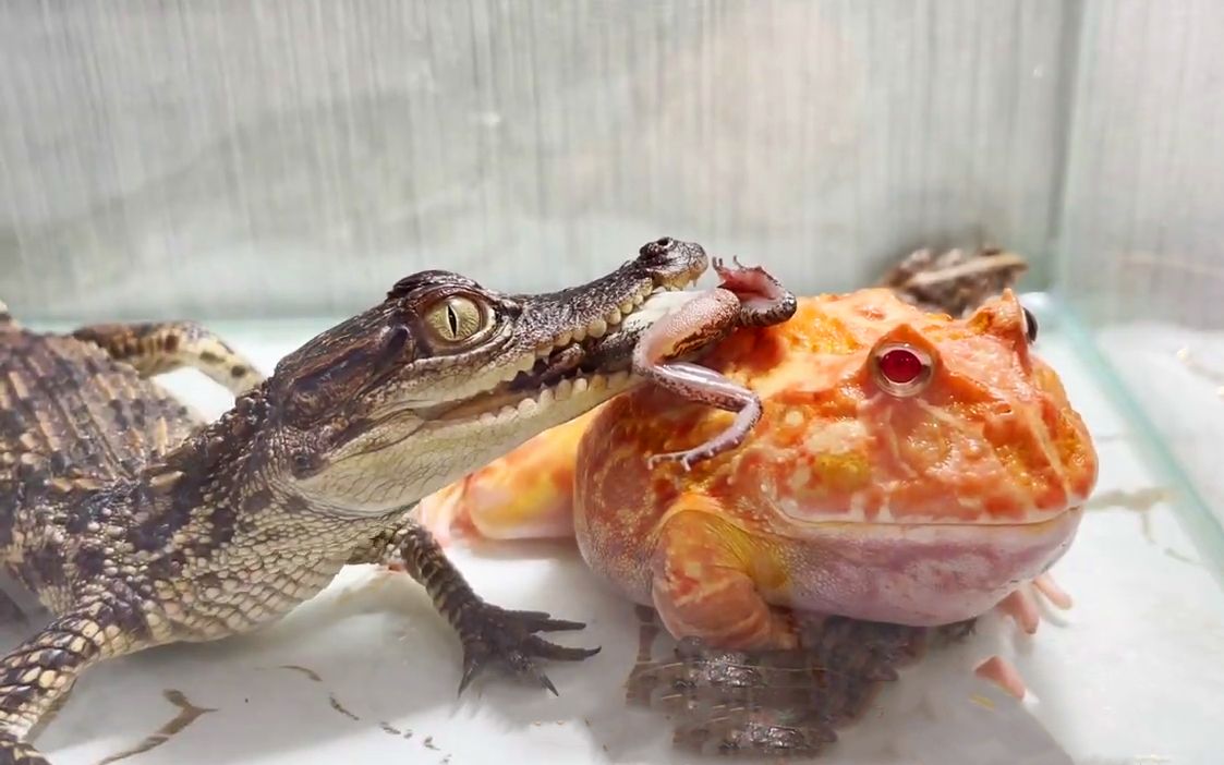 鳄鱼与角蛙激烈的吃蛙大战!