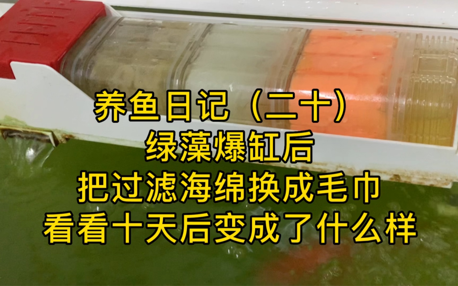 养鱼日记(二十)把过滤海绵换成毛巾,看看是怎样清除缸里绿藻的哔哩哔哩bilibili