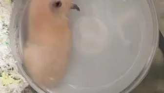 我和我太太共同饲养的仓鼠在跑轮