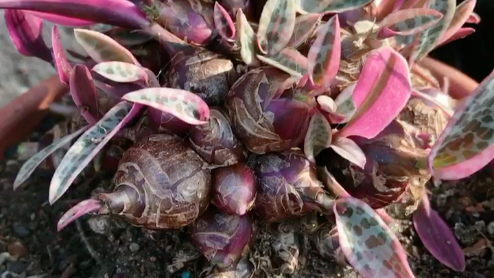 百合科块根油点百合锦大群生多肉园艺绿植盆栽一物一拍淘宝首页搜索