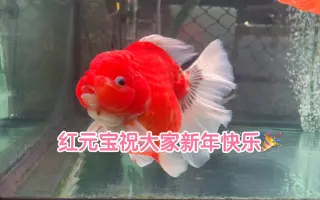 泰狮 兰寿 元宝狮 搜索结果 哔哩哔哩 Bilibili