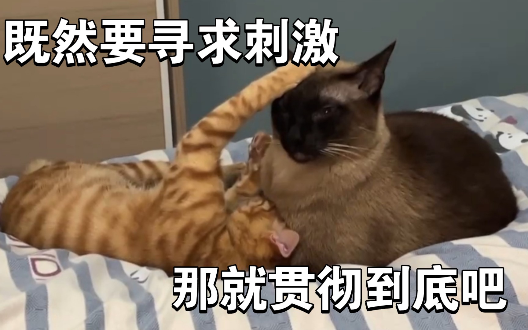 回 家 的 猫 惑哔哩哔哩bilibili