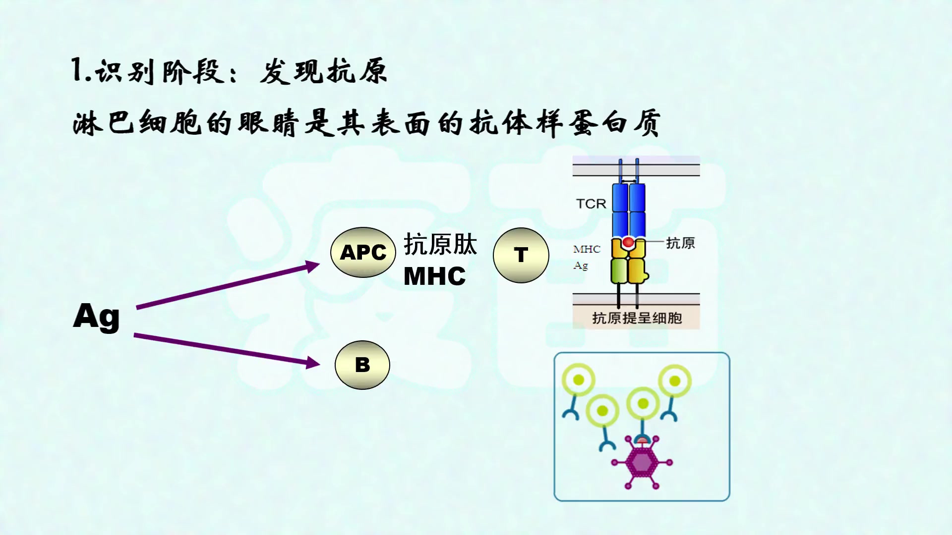 [图]人体免疫反应是怎样进行的