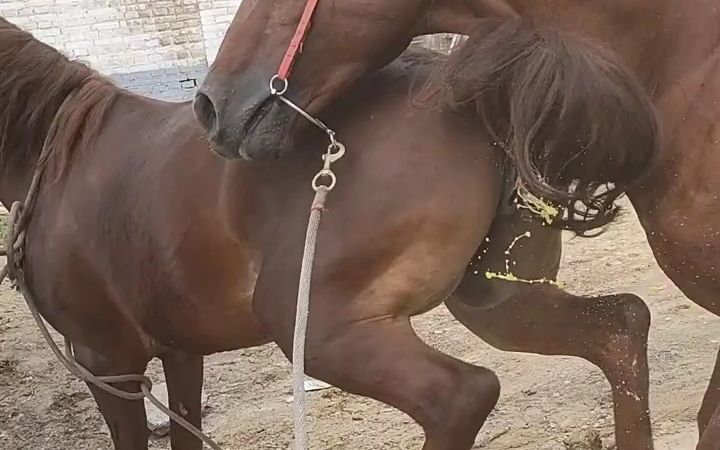 母马边撒尿边踢腿!