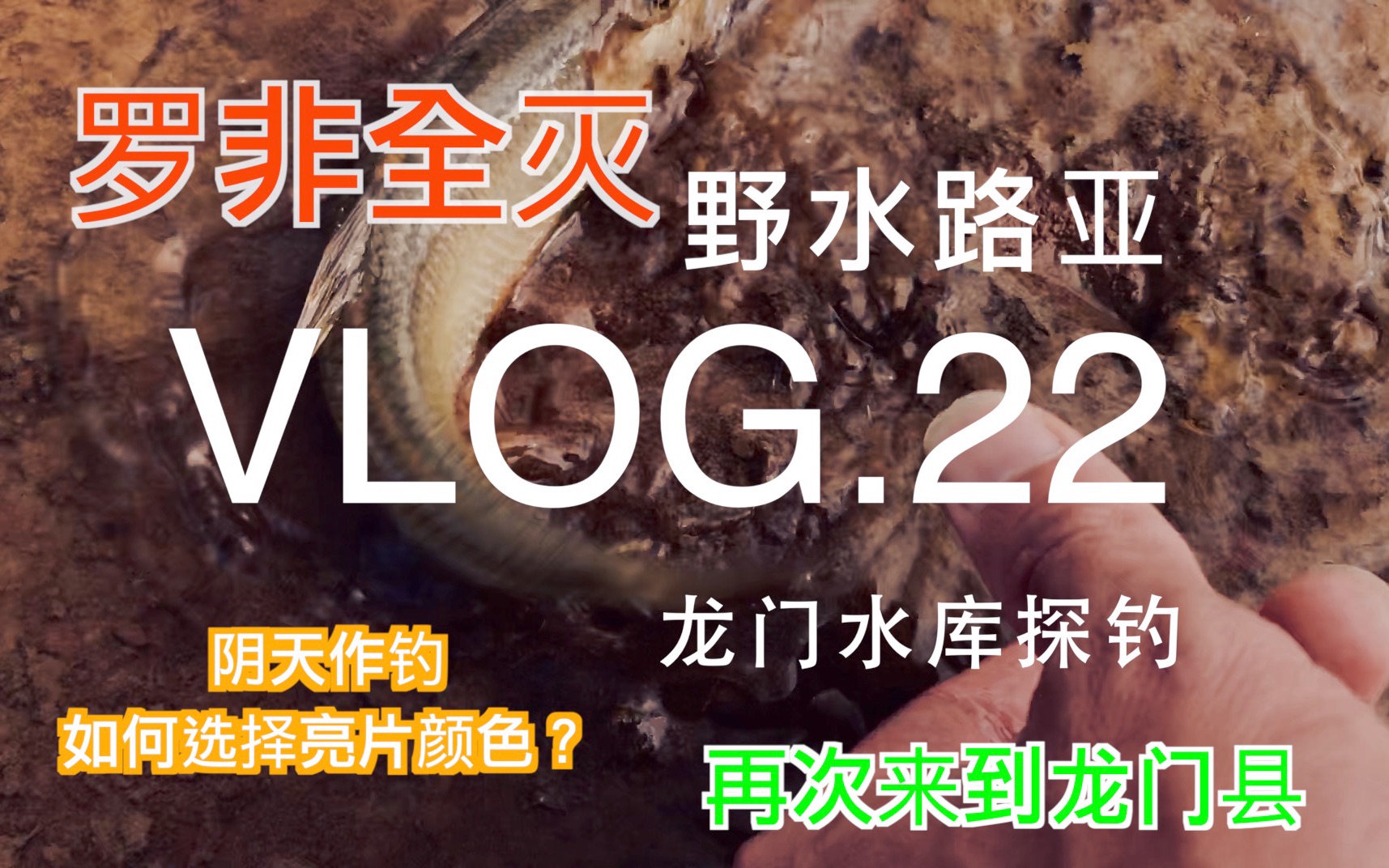 野水路亚VLOG.22 为何罗非下场如此悲惨 邱振华龙门水库探钓哔哩哔哩bilibili