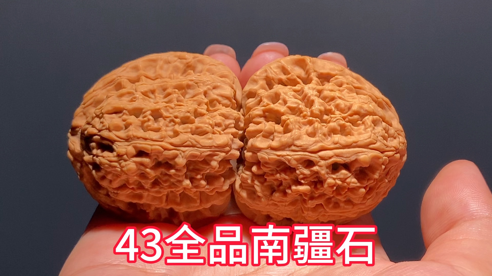 43全品南疆石,编号n-081,纯山地老树果,骨质克重超级棒,52克还多的克