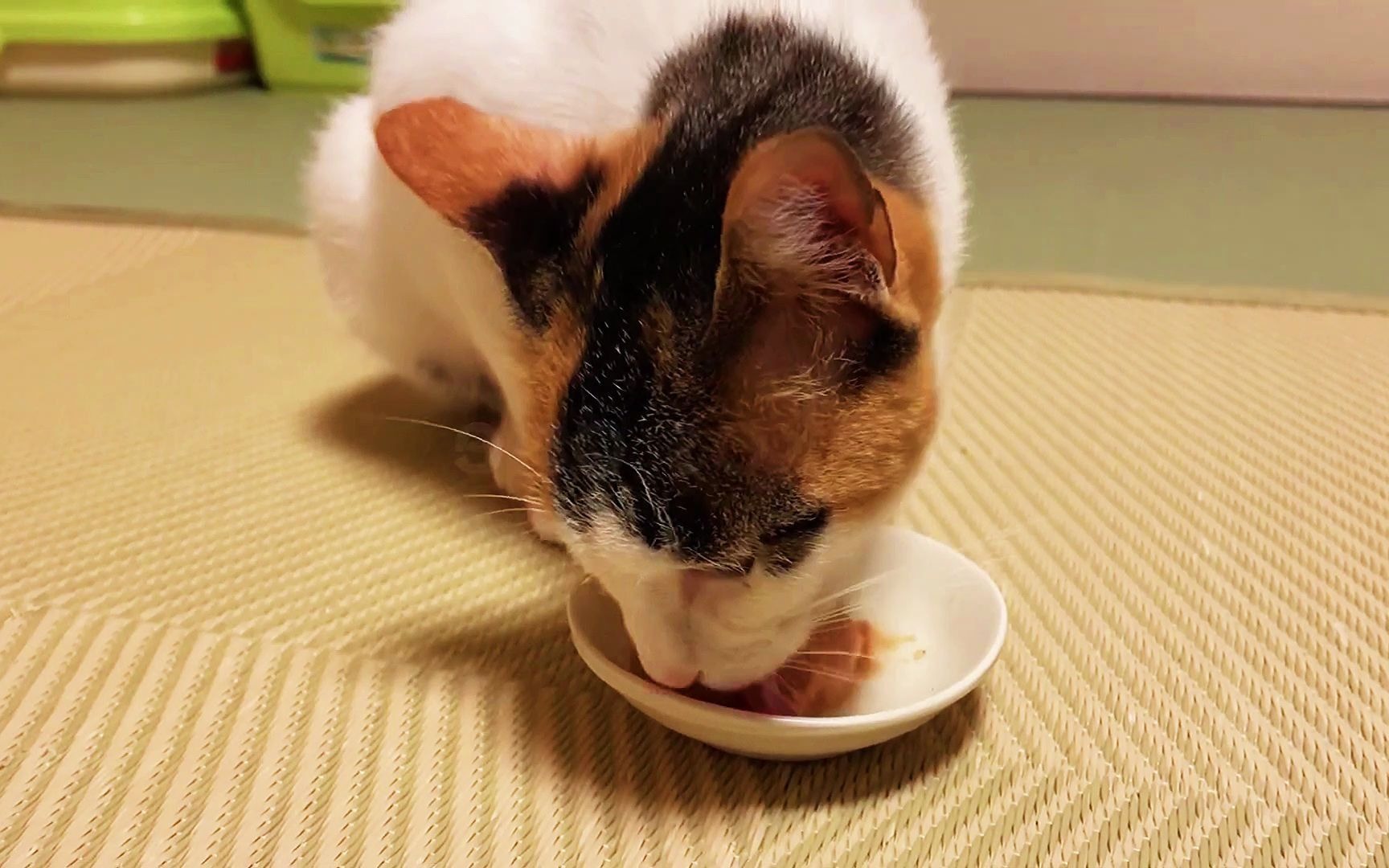 干饭猫 一群可爱的吃货 哈哈