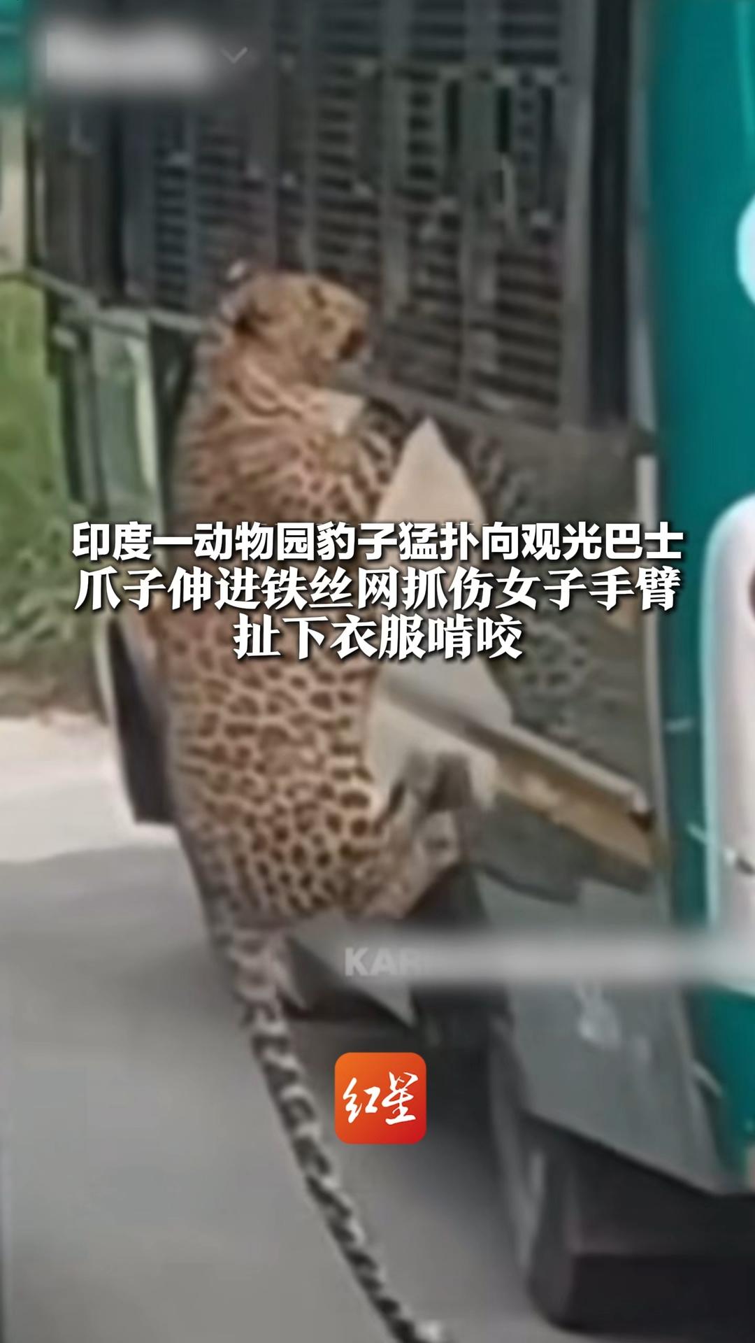 印度一动物园豹子猛扑向观光巴士 爪子伸进铁丝网抓伤女子手臂，扯下衣服啃咬 动物园宣布无限期暂停巴士运营