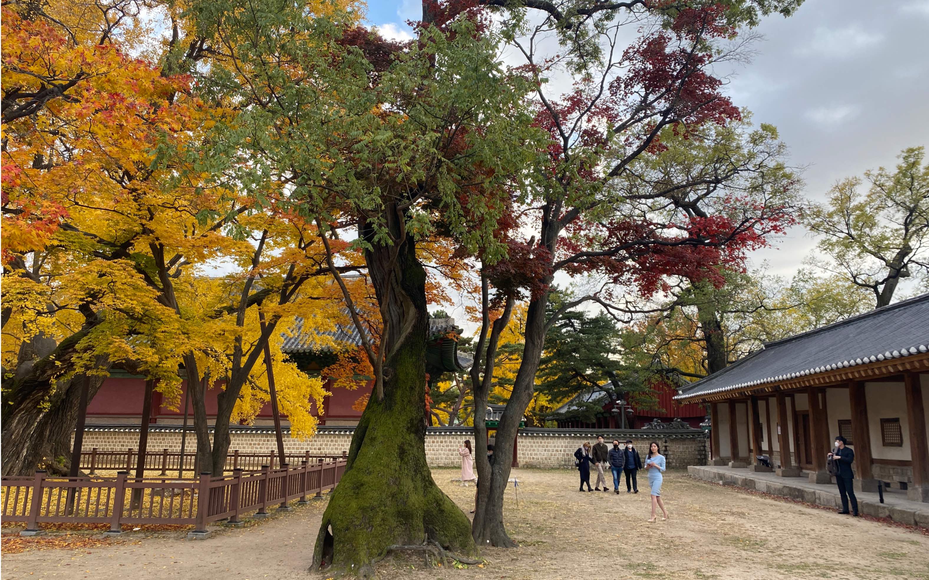 成均館大學,秋天,楓葉(首爾.韓國)_嗶哩嗶哩_bilibili