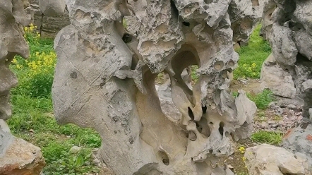 太湖石是富贵的象征.＂石＂谐音＂时＂,有＂时来运转＂的寓意.哔哩哔哩bilibili