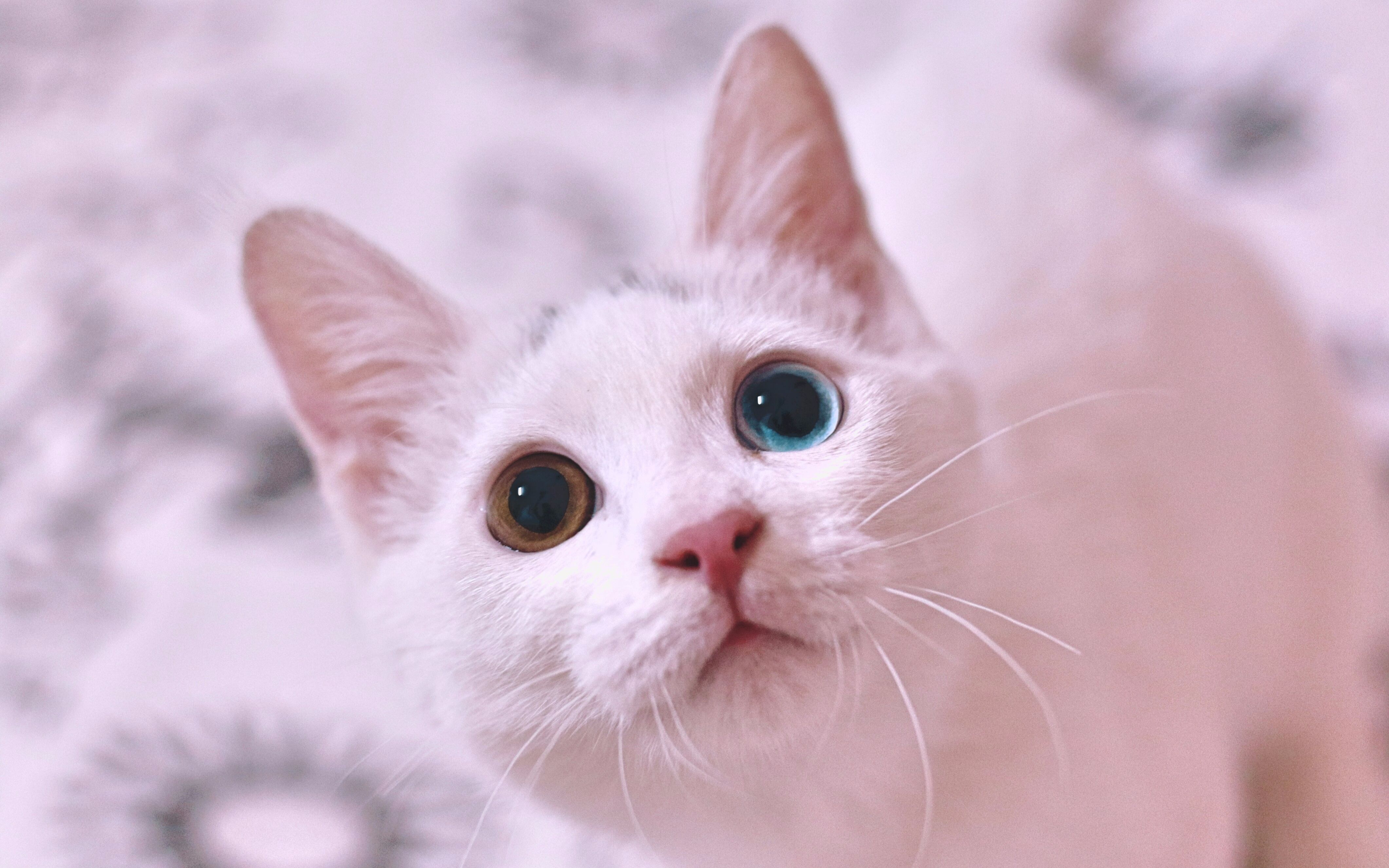 异瞳小白猫-藤椒首个mv《有一个姑娘》