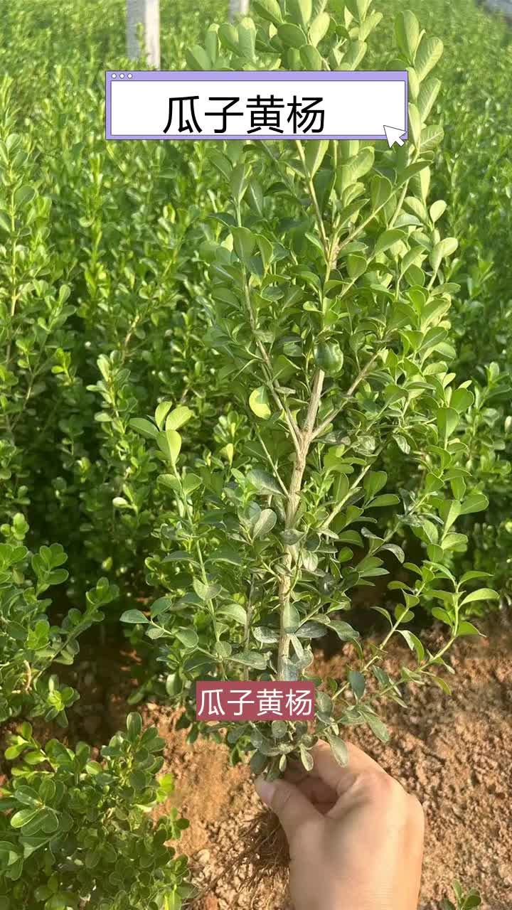 瓜子黄杨方盘＂金通花卉,苗木草花专家,品质生活从这里开始!＂草花多样化设计,满足不同领域使用,欢迎来电咨询. #辽宁瓜子黄杨价格 #吉林瓜子黄...