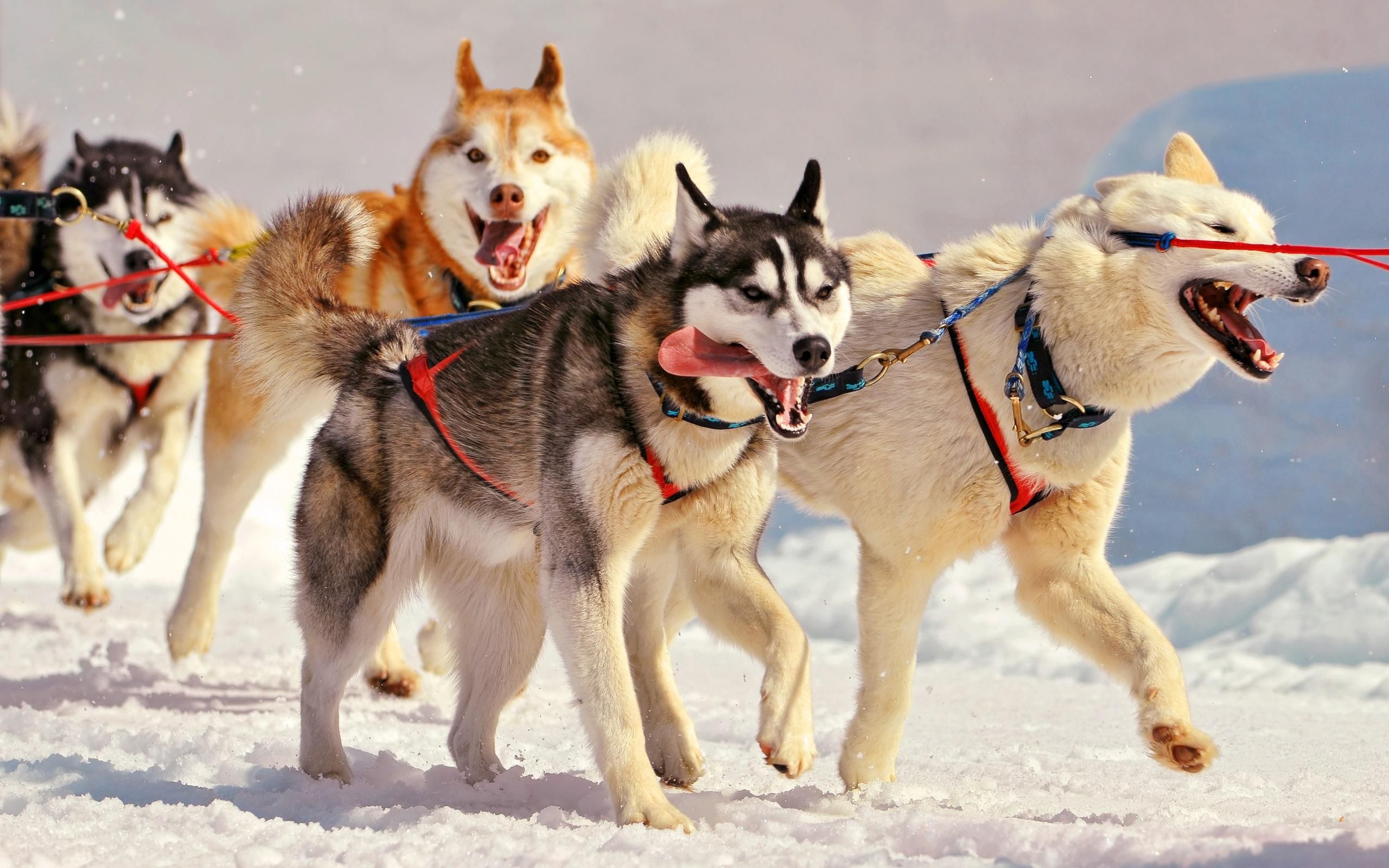 【舰w巡洋系列】阿拉斯加:正常拉一局雪橇
