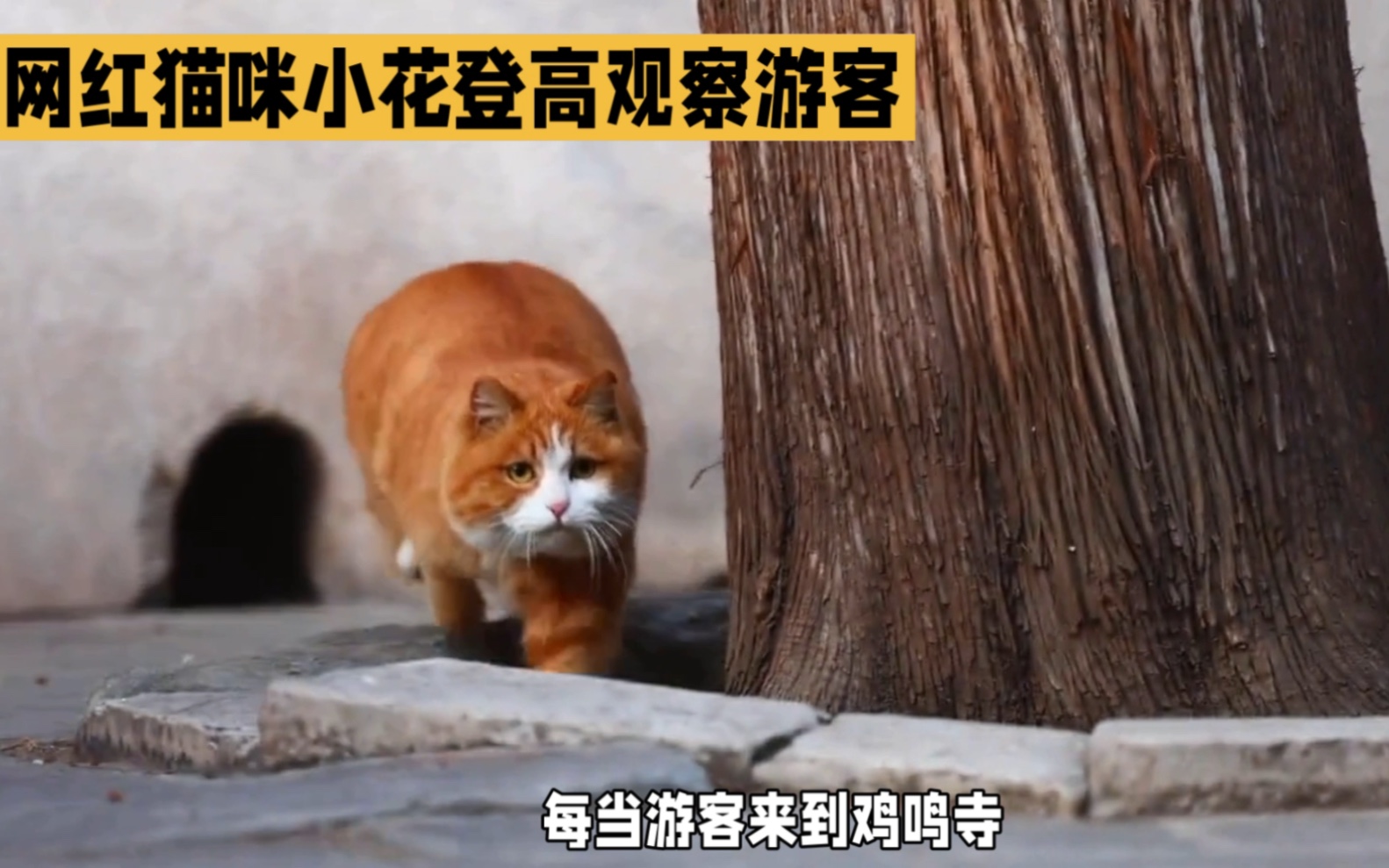 南京鸡鸣寺小花猫:高处望游客,萌翻全网哔哩哔哩bilibili