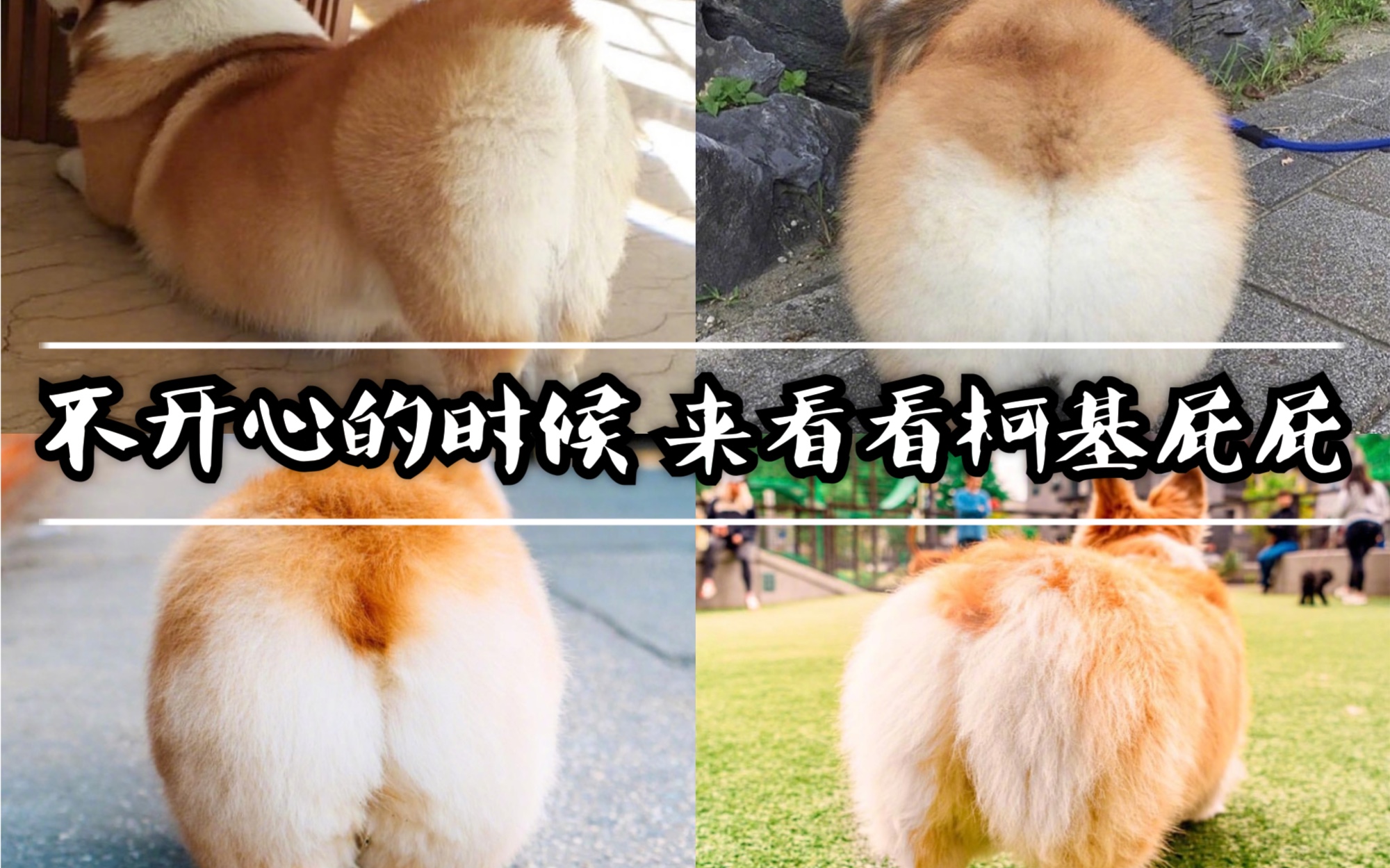 【柯基屁屁】每日一遍 烦恼再见  超治愈的小短腿柯基屁股 软乎乎的