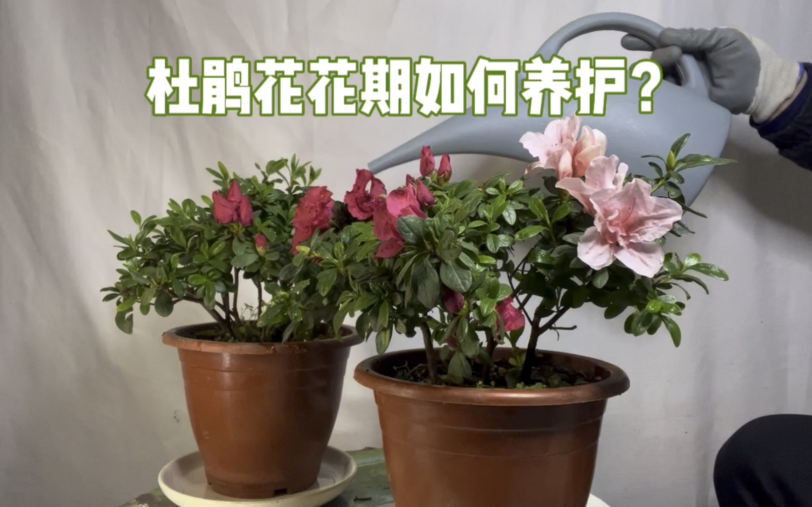 [图]杜鹃花花期如何养护？如何延长花期开花爆盆！赶紧看看