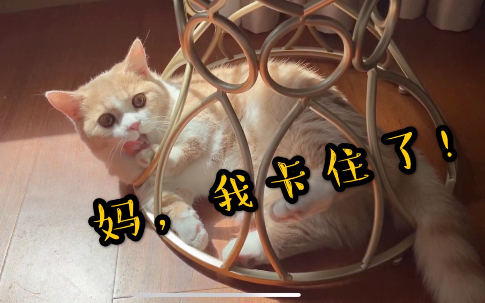 当你家猫太胖时,是不是很容易被卡住?