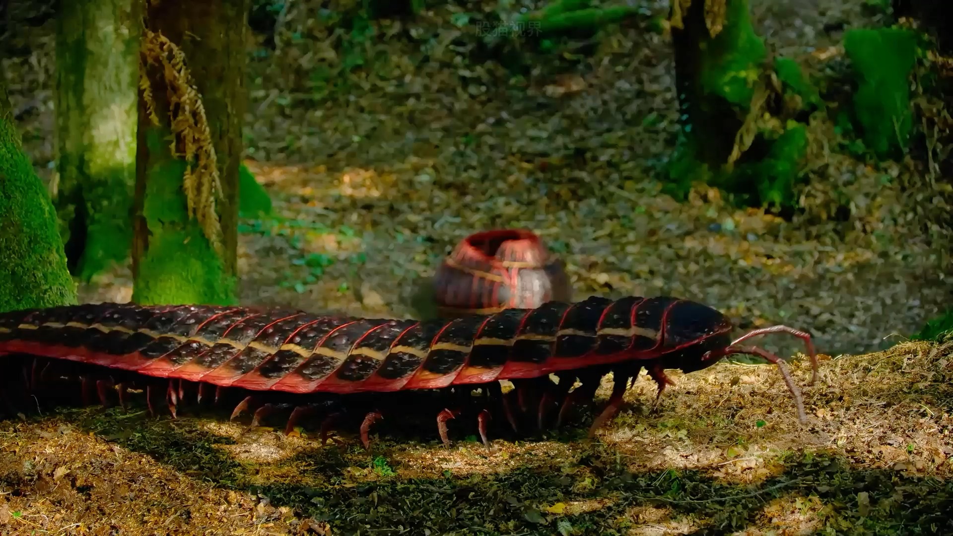 史前巨物节胸蜈蚣