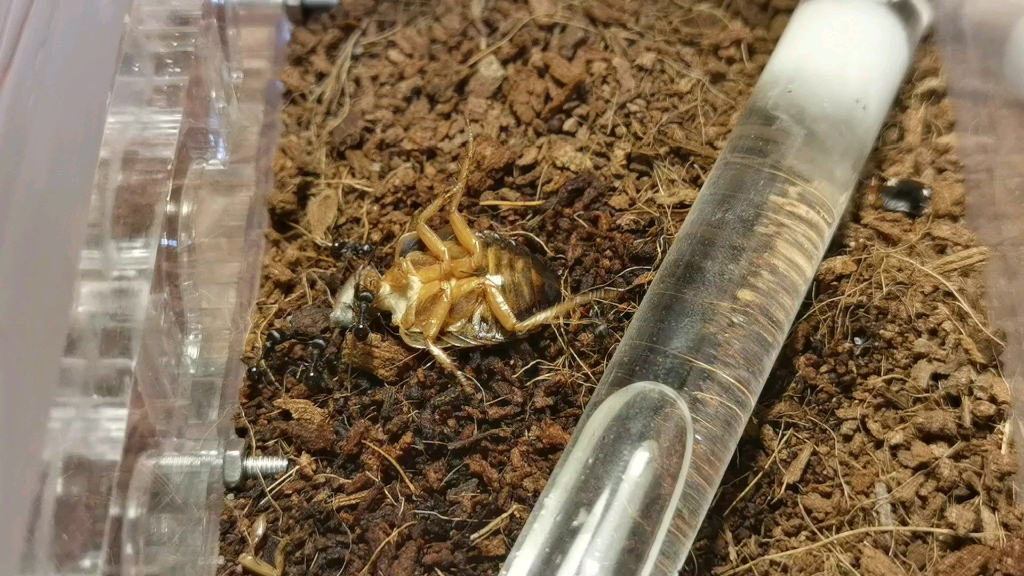 罗格斯石竹蚁肢解杜比亚—2倍速_哔哩哔哩_bilibili