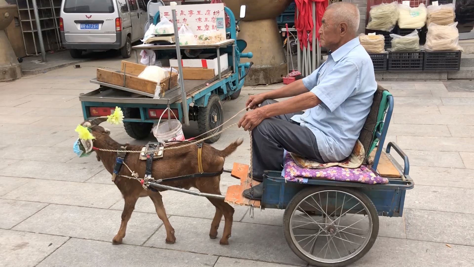 羊拉车图片大全图片