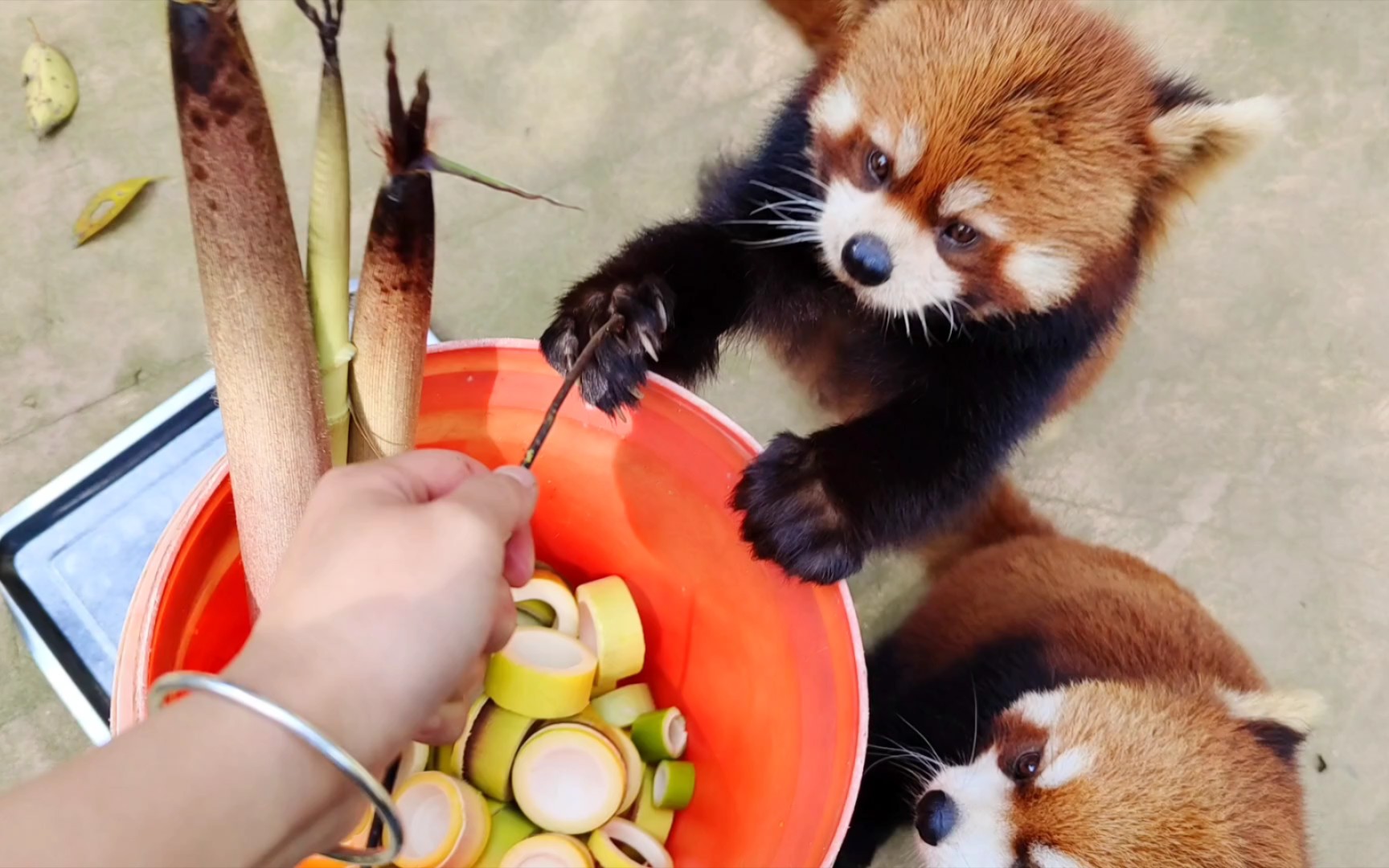 [图]小熊猫来吧！竹笋自由的季节！