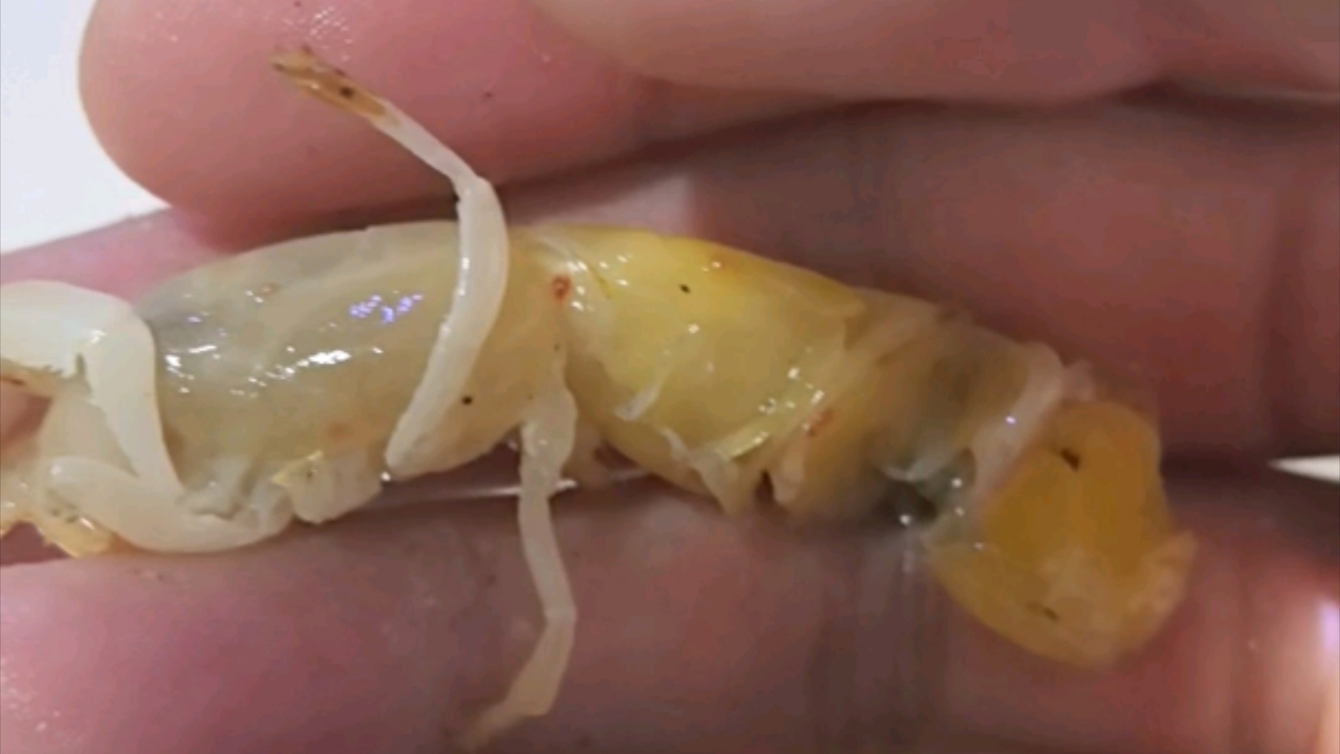 蝼蛄虾身上不知道什么虫子