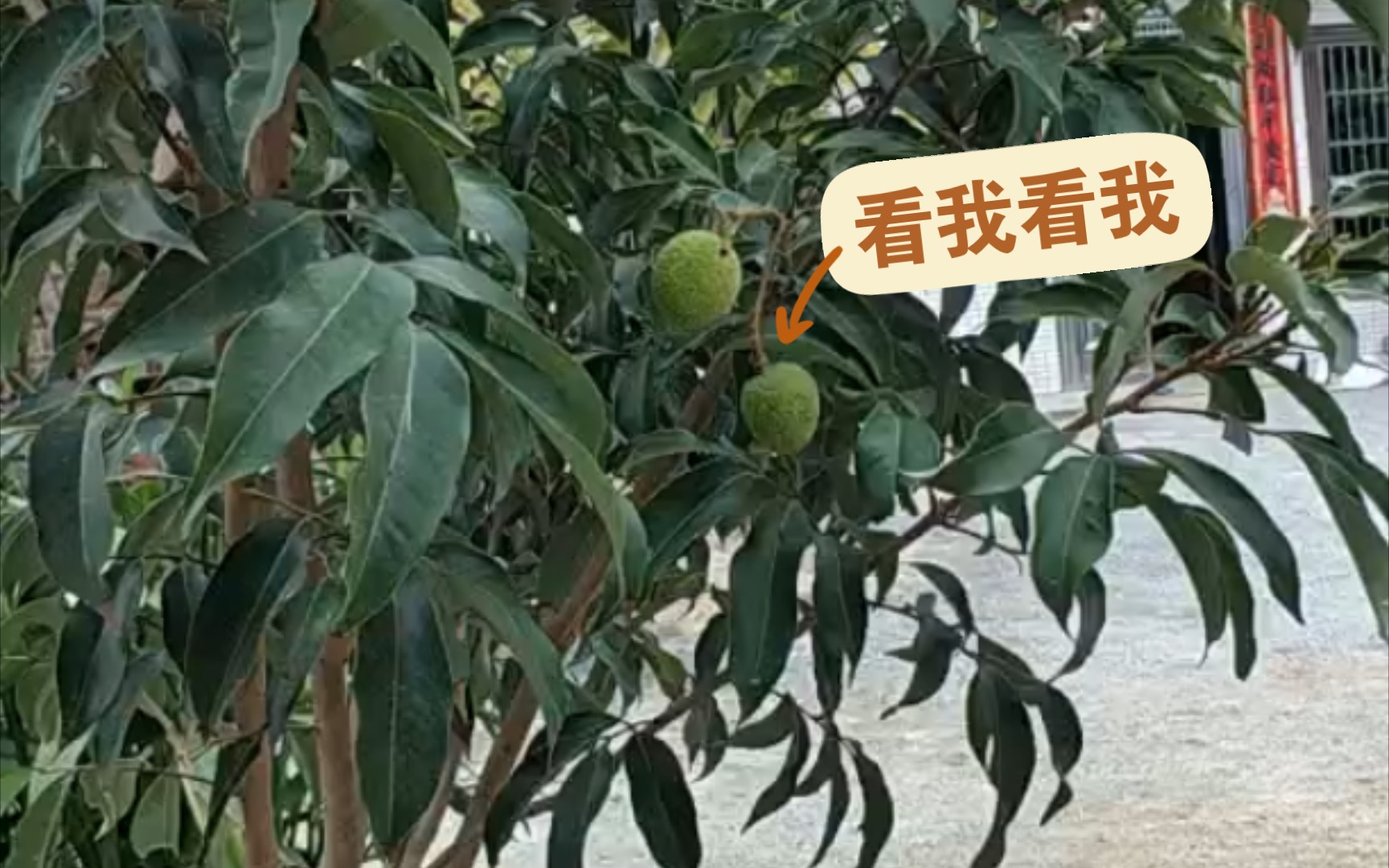 【荔枝的季节到啦】家门前的荔枝树今年第一次结果——两个荔枝也是结果了哔哩哔哩bilibili